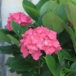 Apartman 8084b *
